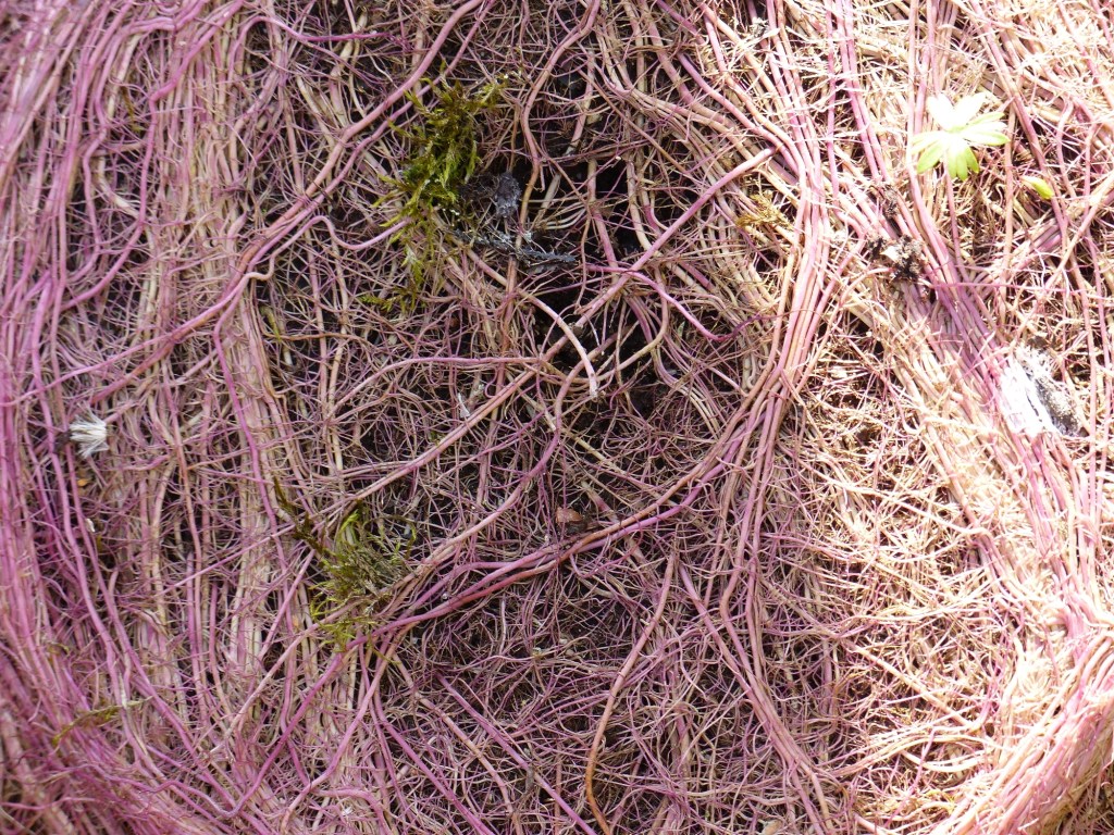 rund_ums_Elternhaus_23