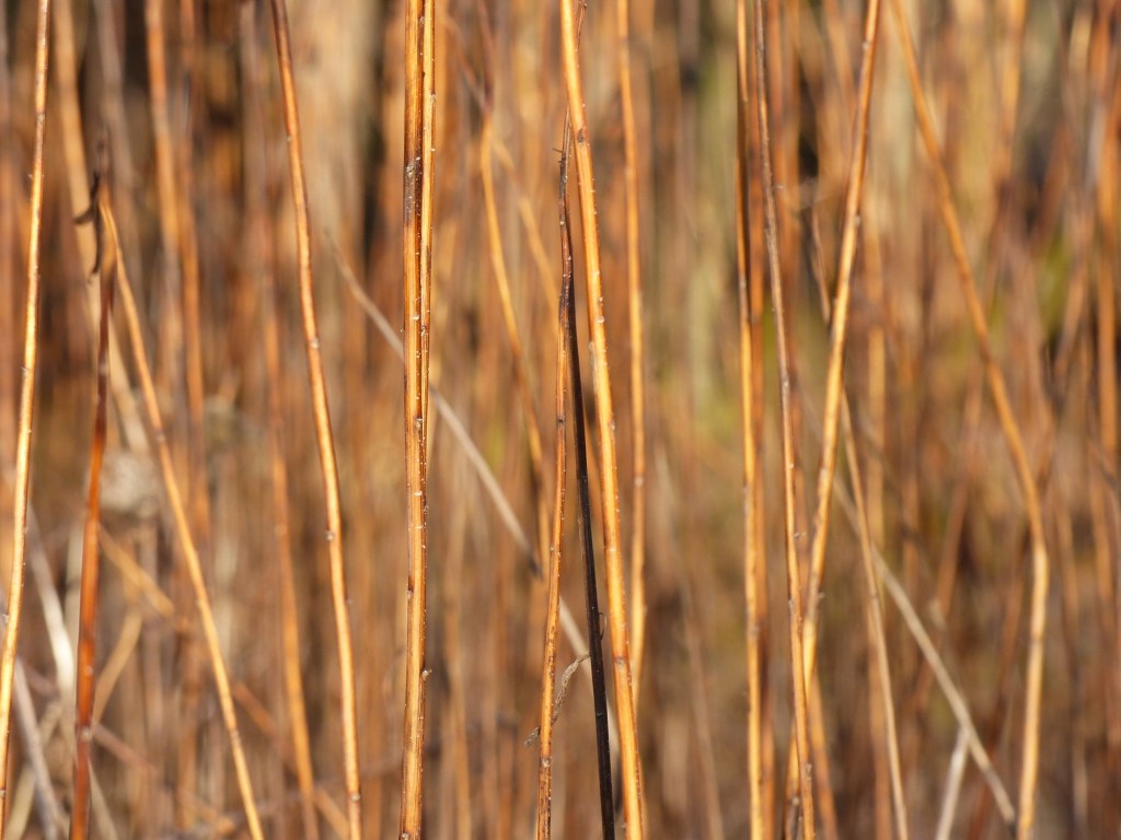 Mit dem Fotoapparat unterwegs #13: Struktur und Textur im&nbsp;Wald
