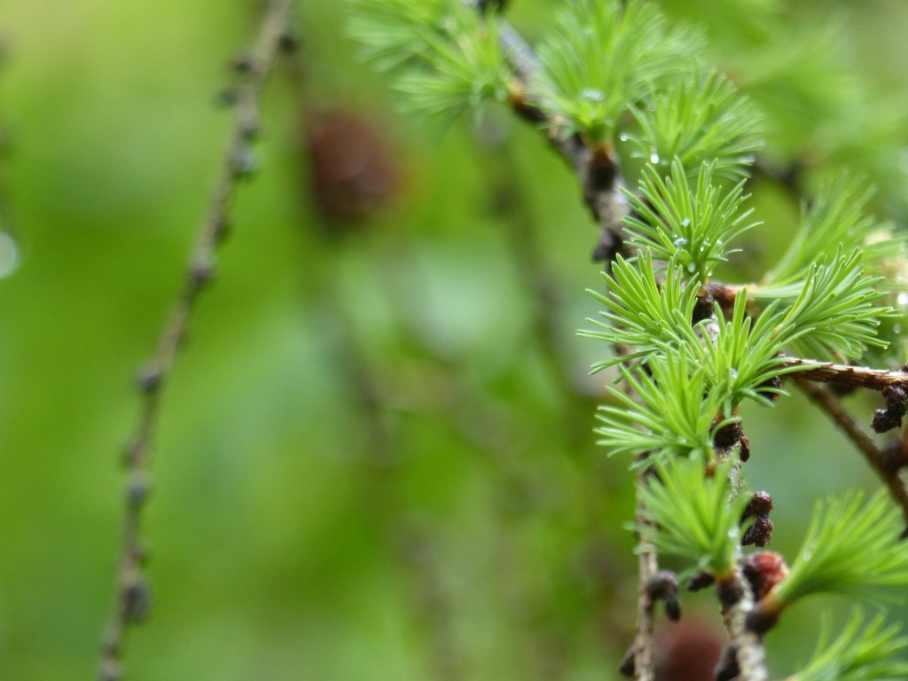 Mit dem Fotoapparat unterwegs #17: Shades of&nbsp;Green