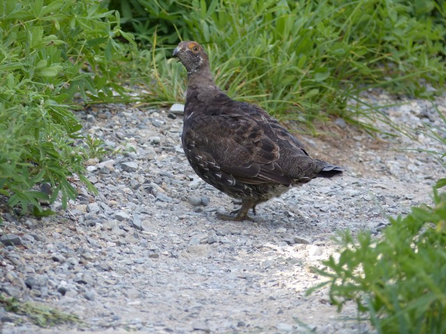 mt-rainier_day2_01_13