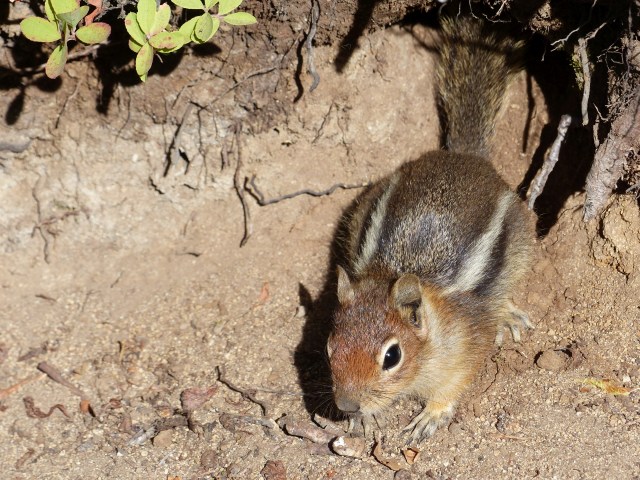 mt-rainier_day2_01_25