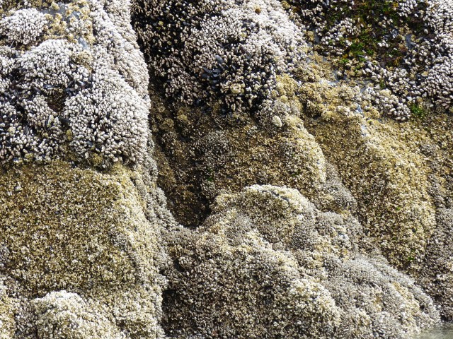 oregon-coast__crescent-beach_34