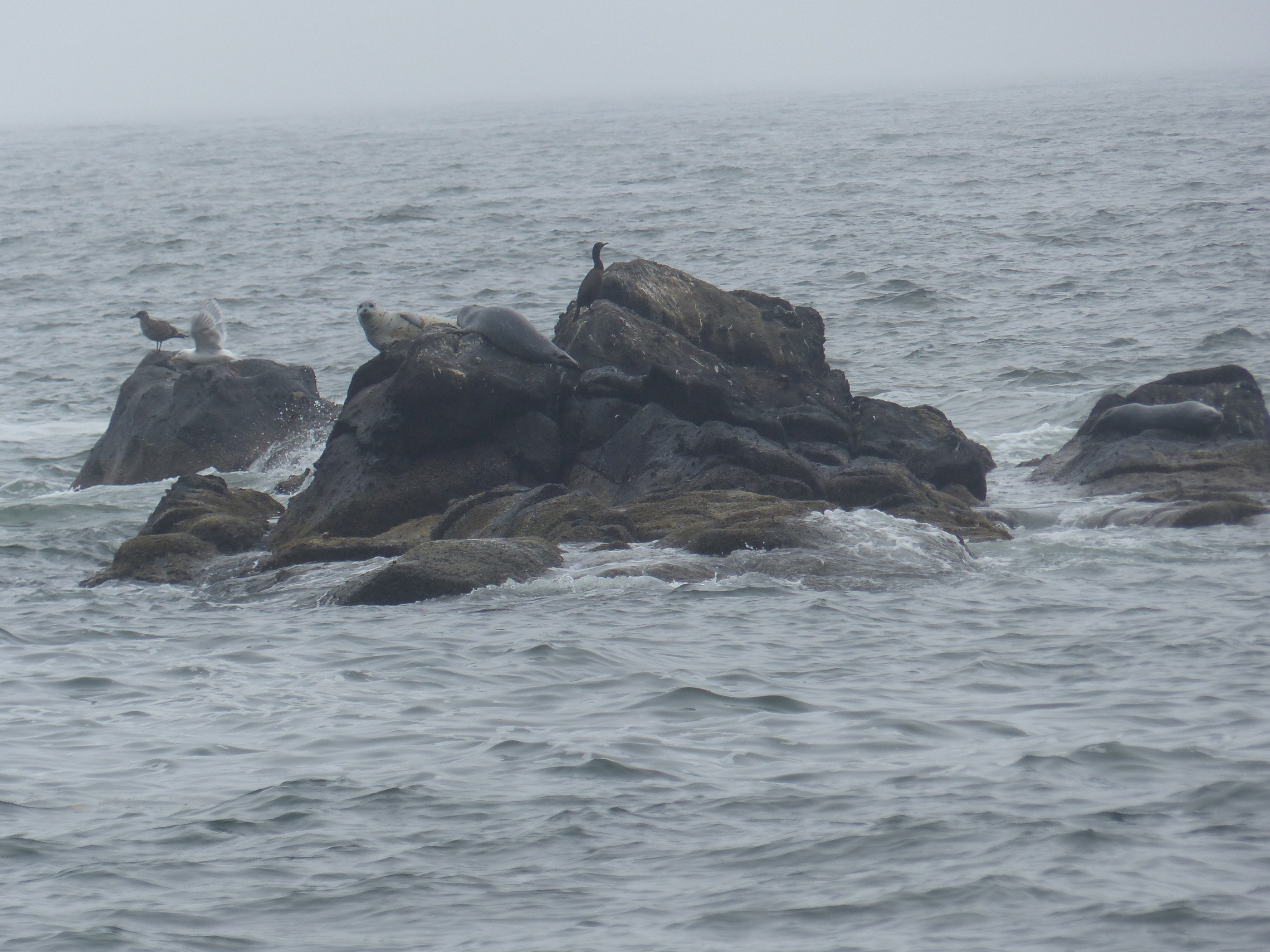 oregon-coast_viewpoints_46