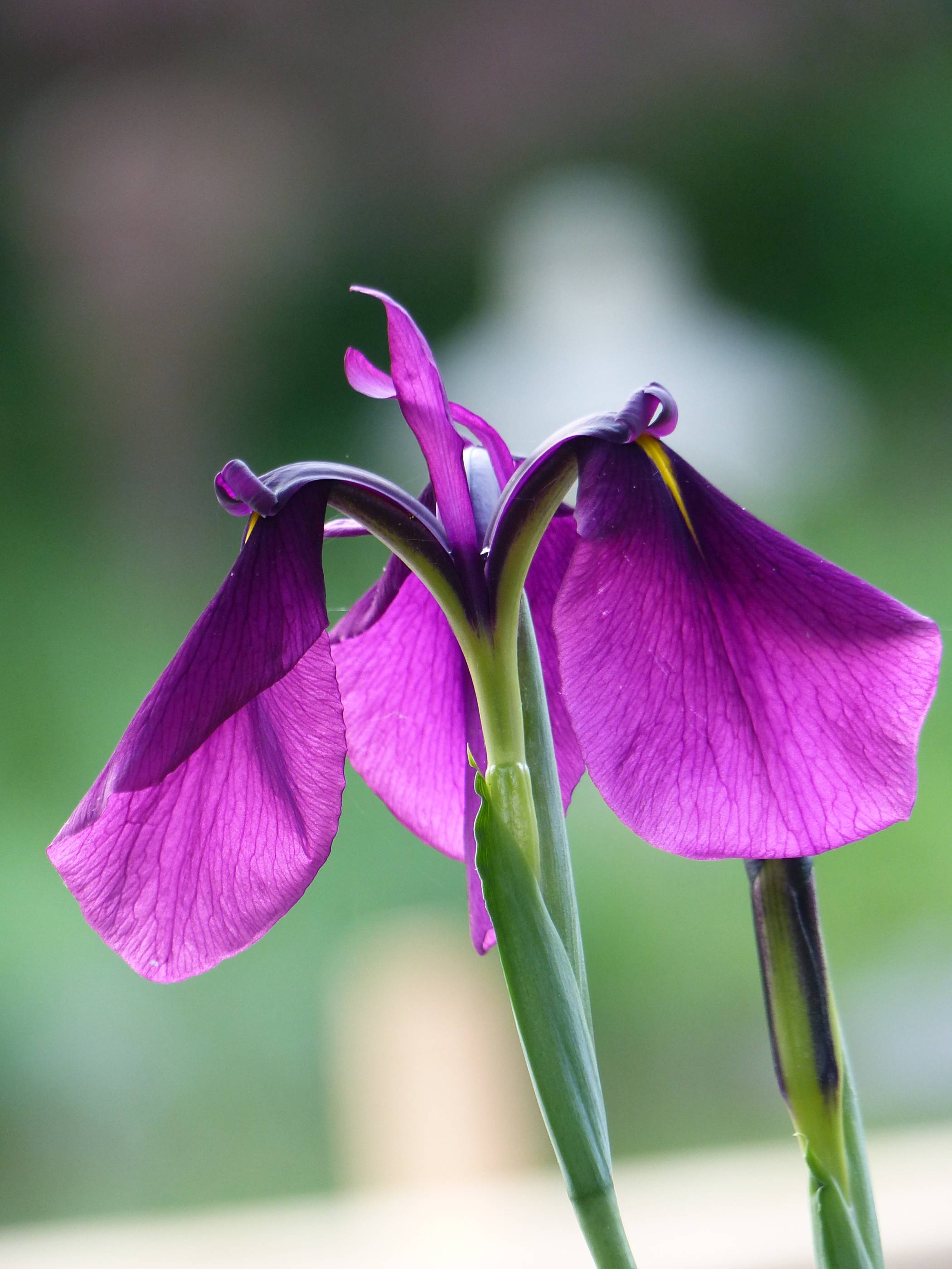 Frühling_upcloseandpersonal_1