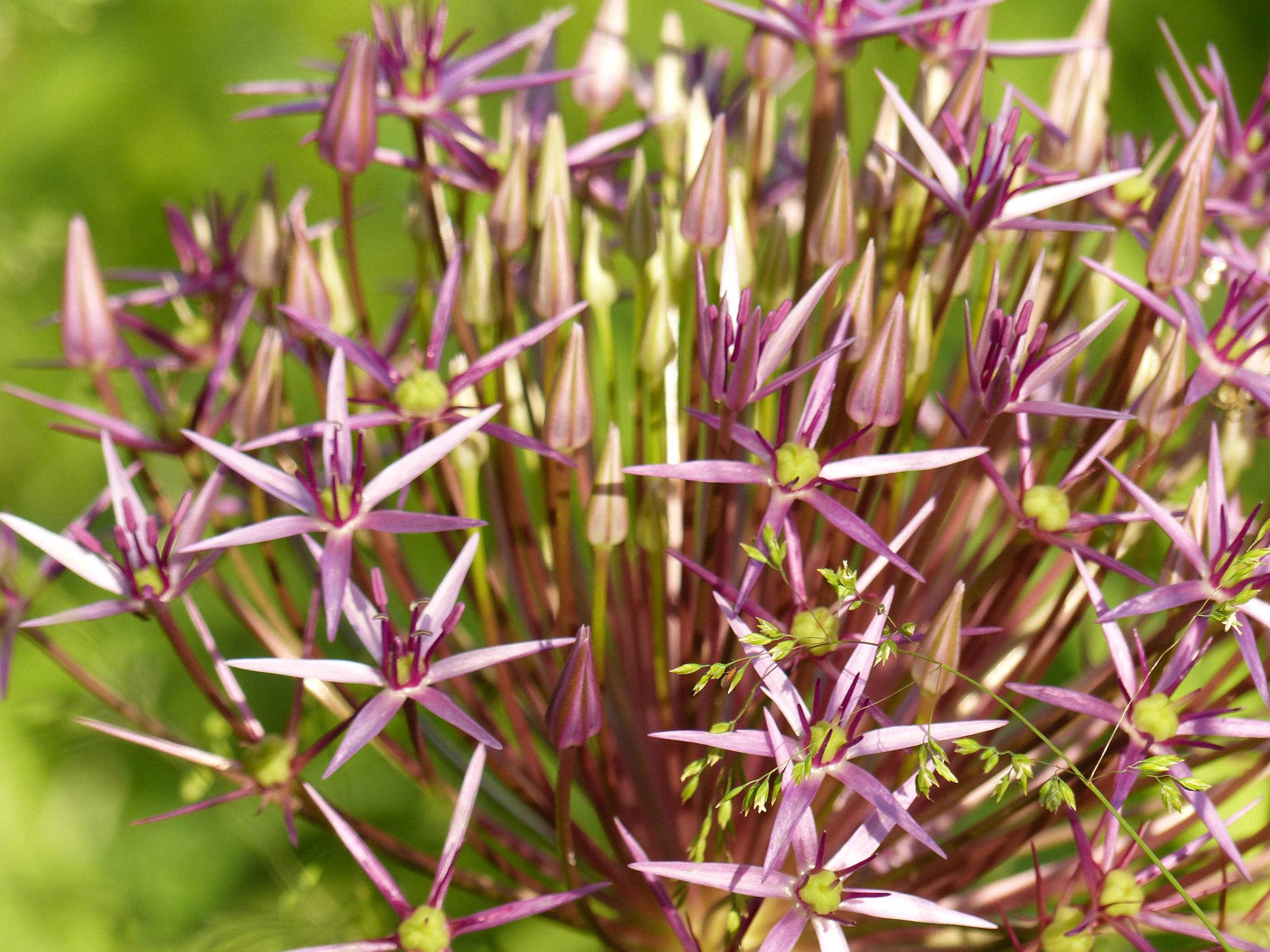 Frühling_upcloseandpersonal_21