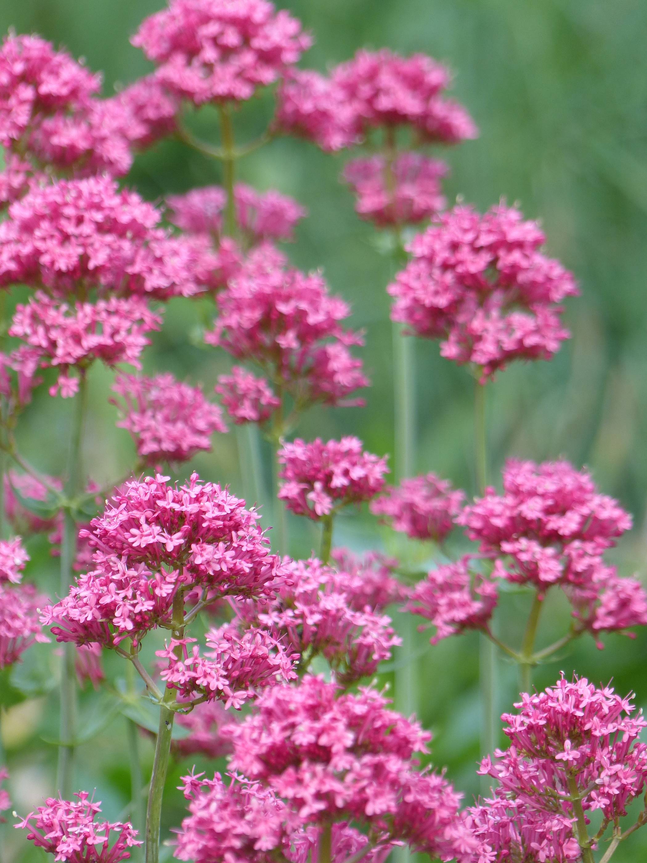 Frühling_upcloseandpersonal_24