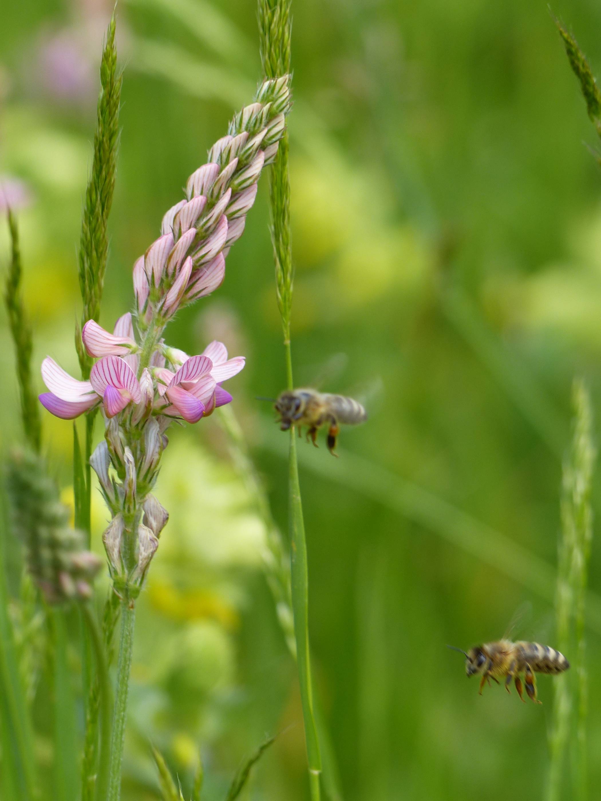 Frühling_upcloseandpersonal_9