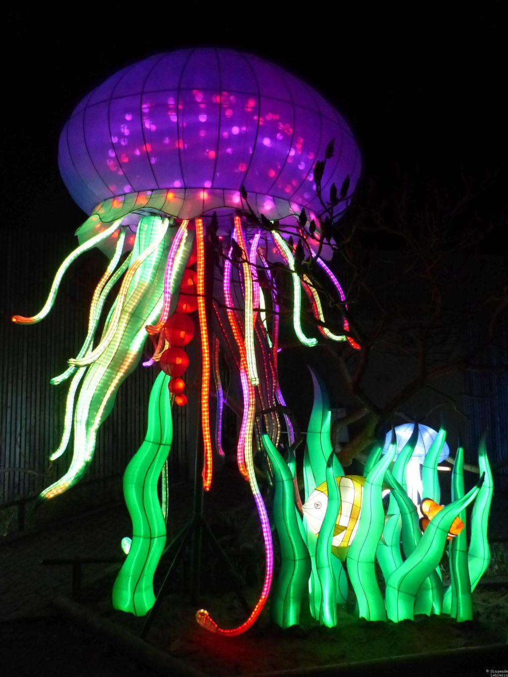 Fotografie: 50 Shades of Bunt #34 (Sonderausgabe Magische Lichterwelten im Bergzoo&nbsp;Halle)