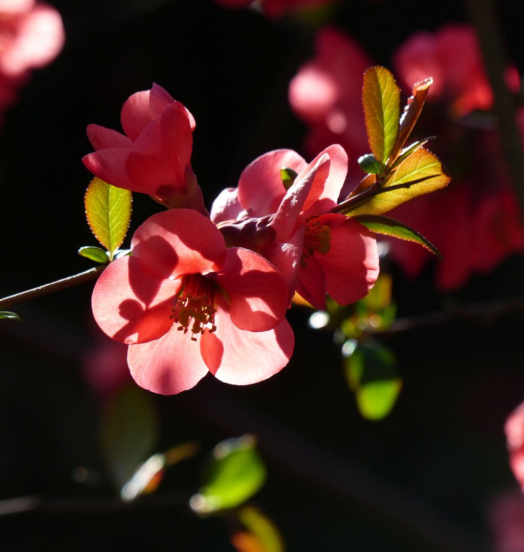 50 Shades of Bunt #36