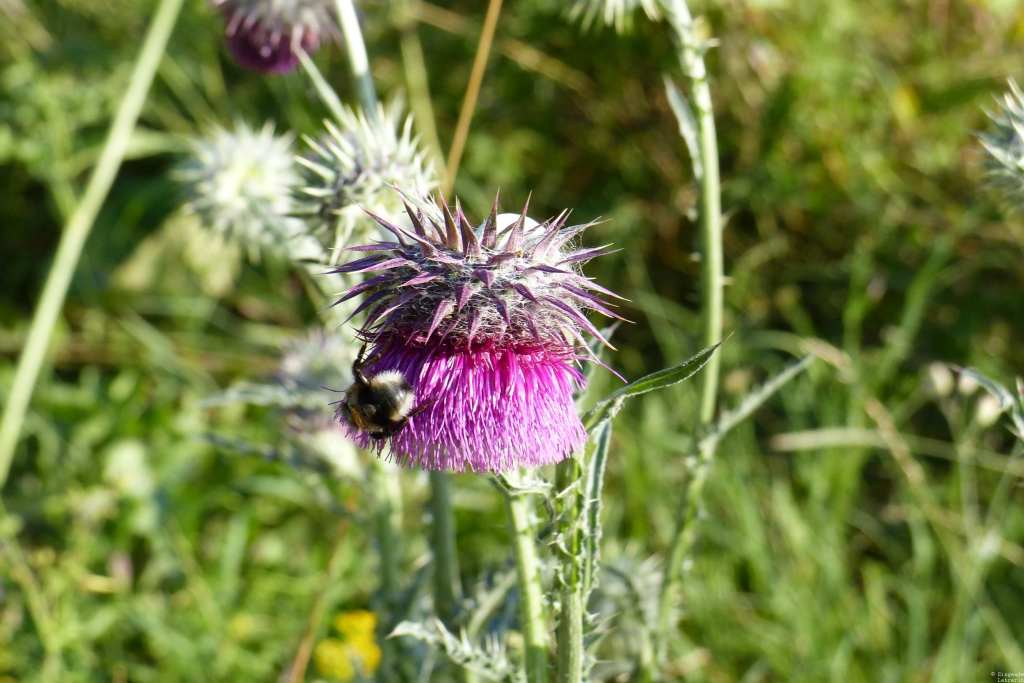 Mit dem Fotoapparat unterwegs #47: Sommer auf dem fränkischen&nbsp;Land