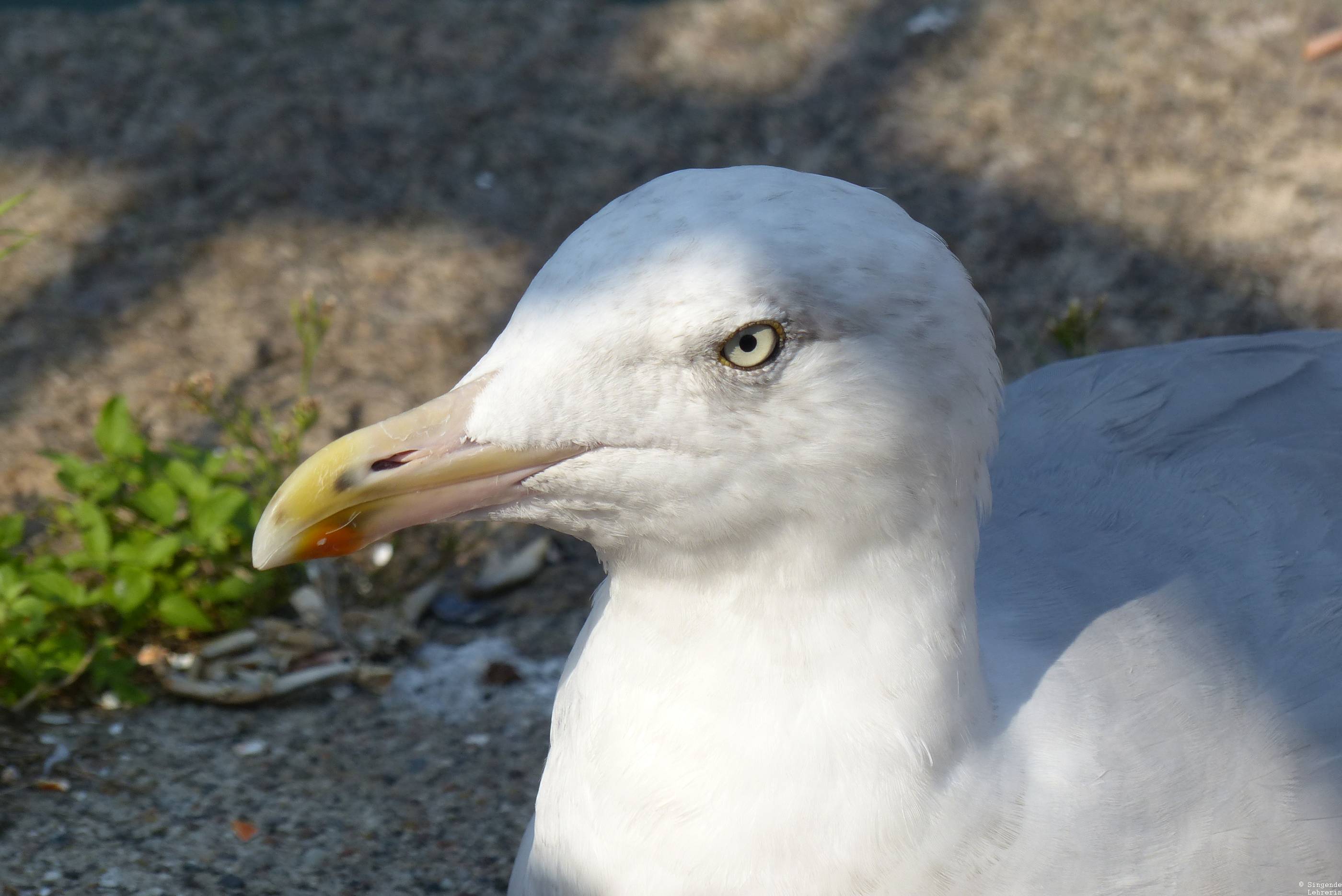 Best of Warnemünde_7