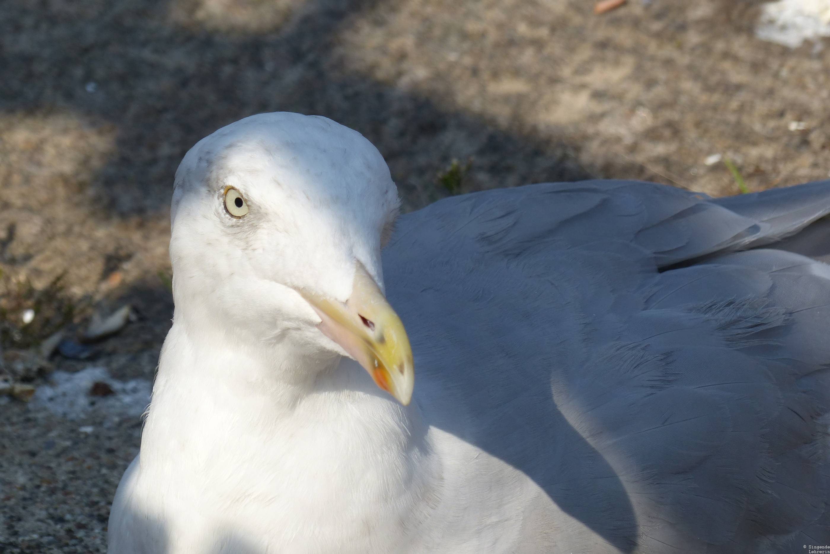 Best of Warnemünde_8