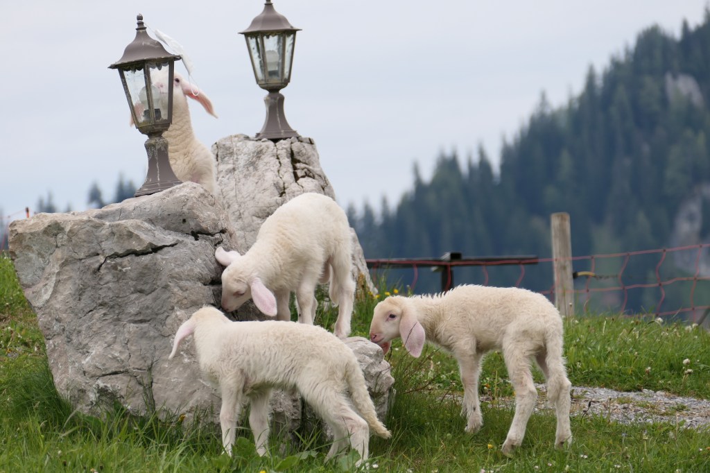 Mit dem Fotoapparat unterwegs:&nbsp;Tiere