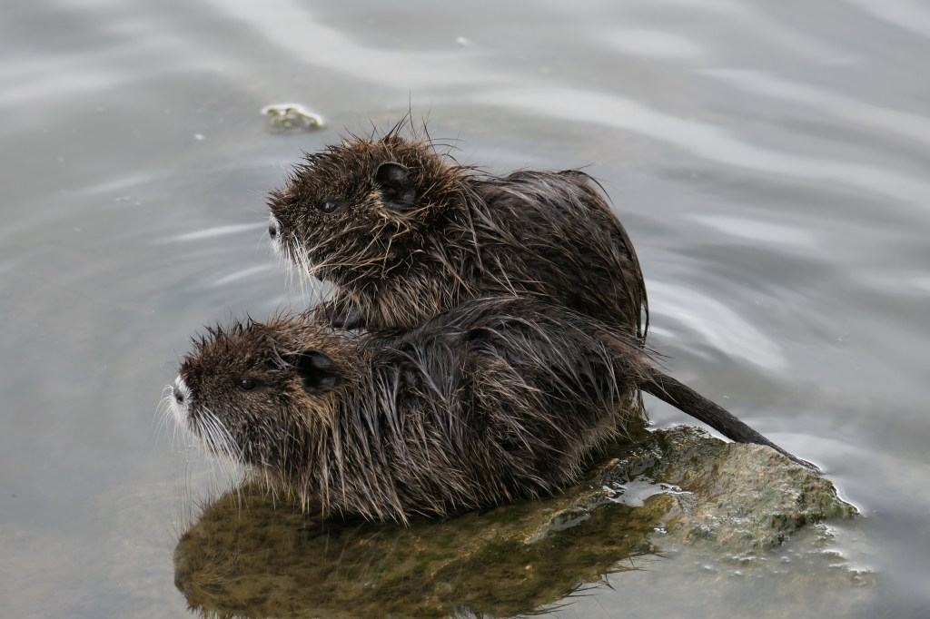 Mit dem Fotoapparat unterwegs: Tiere&nbsp;#2