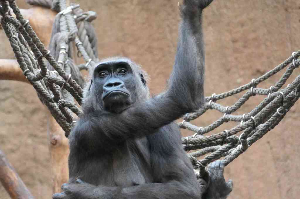 Fotografie: Lieblingsmotive #8&nbsp;(Säugetiere)