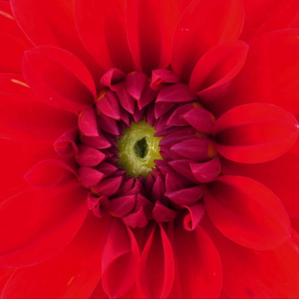 Fotografie: Lieblingsmotive #10 (Blumen –&nbsp;Nahaufnahmen)