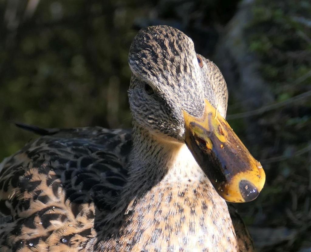 Fotografie: Lieblingsmotive #17 (Enten &&nbsp;Gänse)