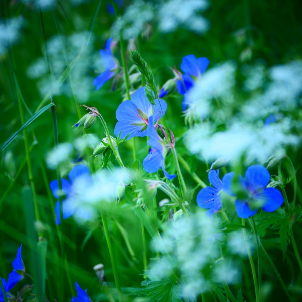 Fotografie: #JedeWocheEinFoto (KW 17-21)