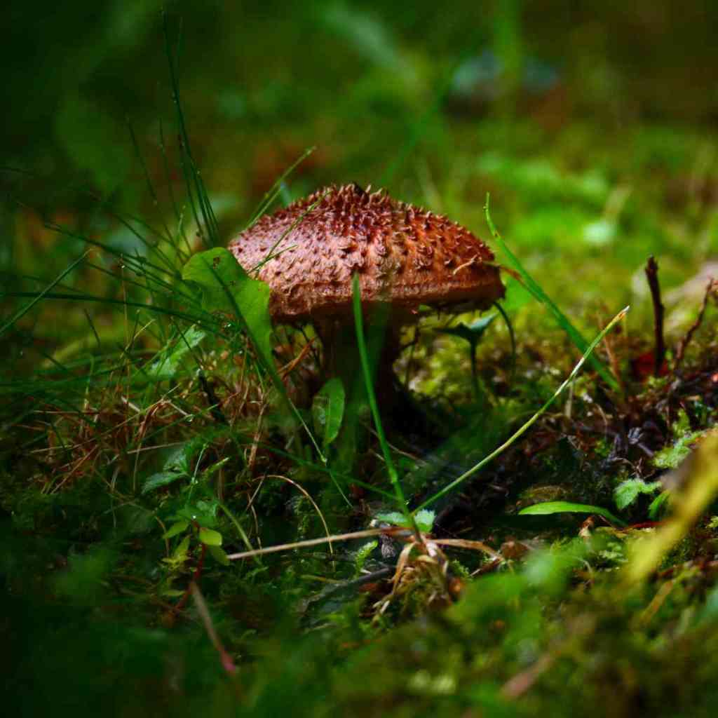 Fotografie: Lieblingsmotive #29&nbsp;(Pilze)