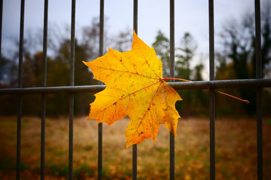 Fotografie: Lieblingsmotive #31&nbsp;(Blätter)