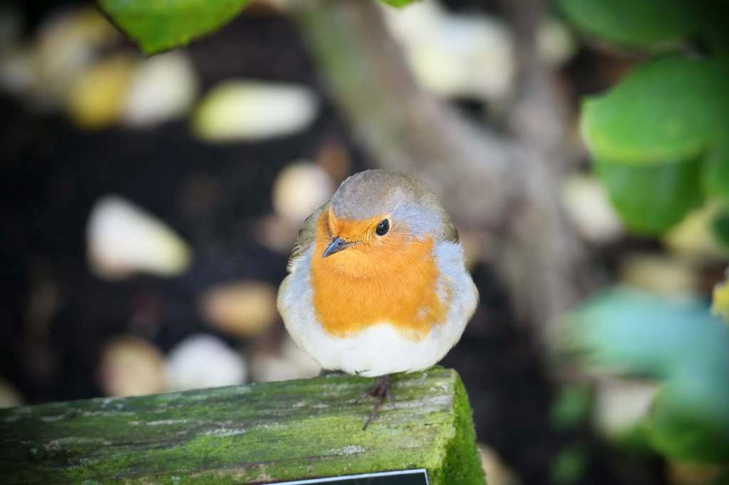 Fotografie: Best of 2022 #2:&nbsp;Tiere