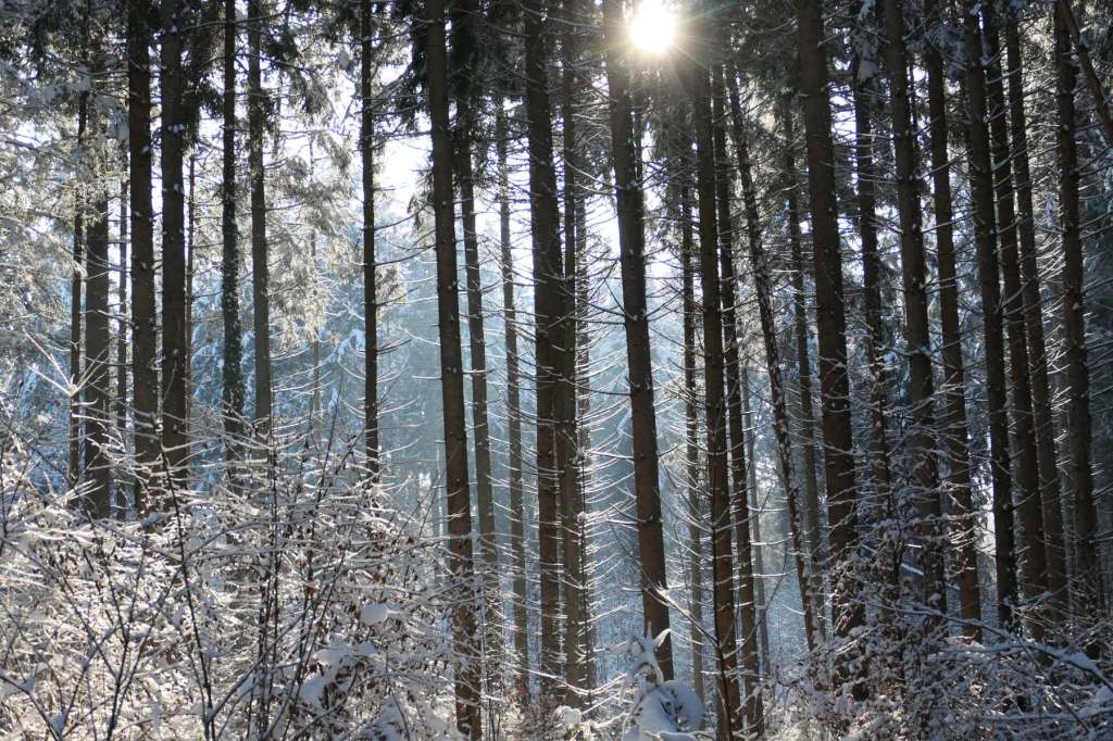 Fotografie: Best of 2022 #3:&nbsp;Bäume