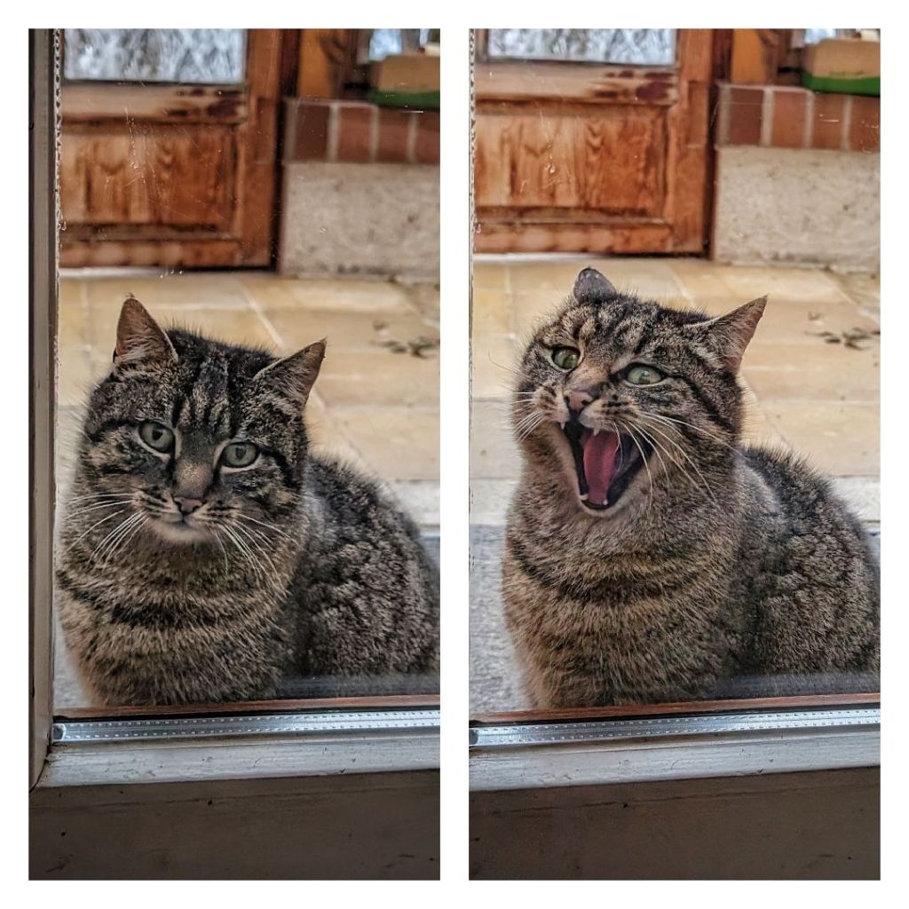 Das Wort zum Werk (5) –&nbsp;Katze