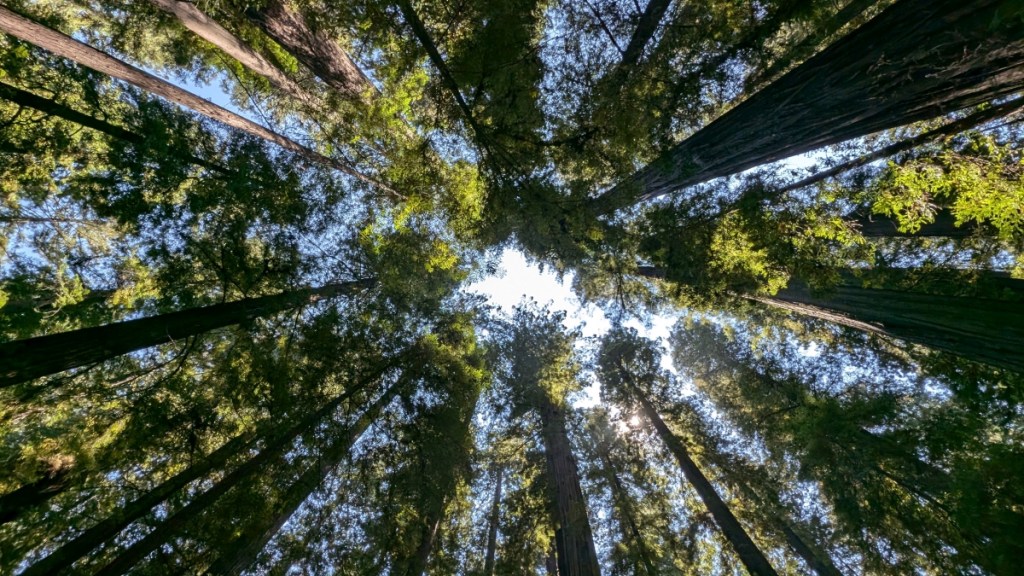 Roadtrip 2024: Redwoods