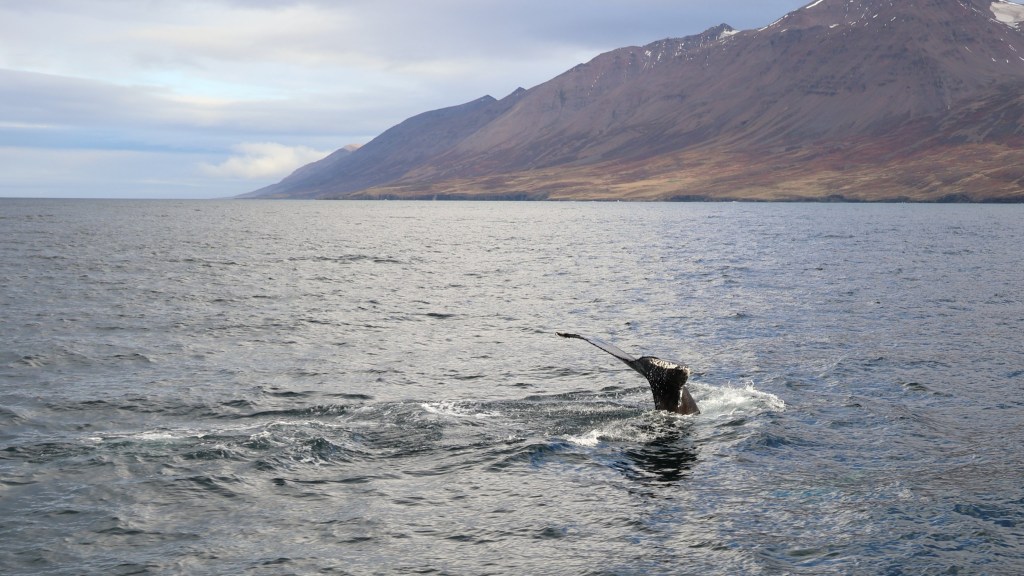 Sabbatical: A Picture A Day from Iceland&nbsp;#12