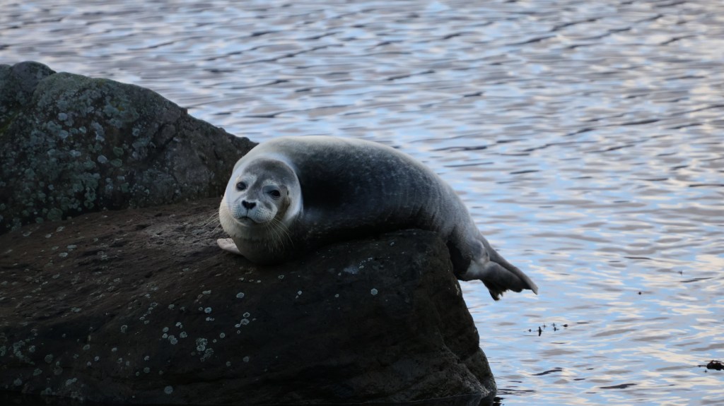 Sabbatical: A Picture A Day from Iceland&nbsp;#21