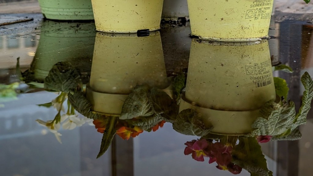 Sabbatical: A Puddle A Day&nbsp;#79