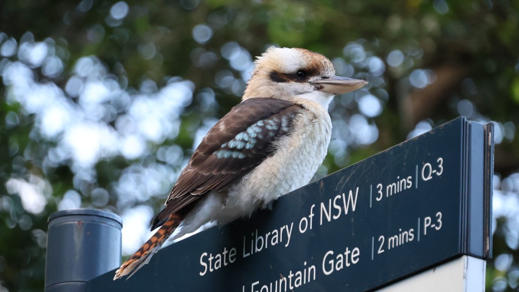 Sabbatical: 7 Weeks A Picture A Day (Day 5: Sydney Day 3 (Hyde Park &&nbsp;more)