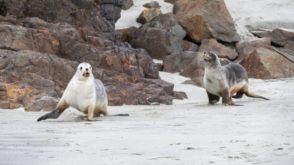 Sabbatical: 7 Weeks A Picture A Day (Day 15: Wildlife on the Otago/Otakou&nbsp;peninsula