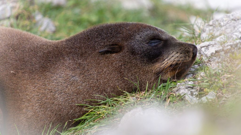 Sabbatical: 7 Weeks A Picture A Day (Day 25: Robben in&nbsp;Kaikōura)