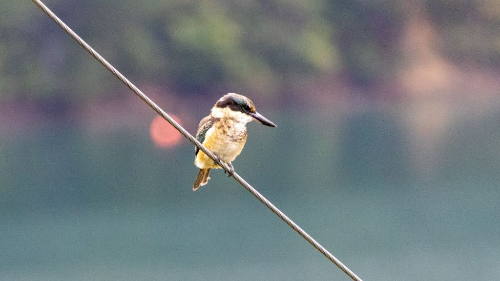 Sabbatical: 7 Weeks A Picture A Day (Day 26: Queen Charlotte Drive / letzter Tag auf der&nbsp;Südinsel)